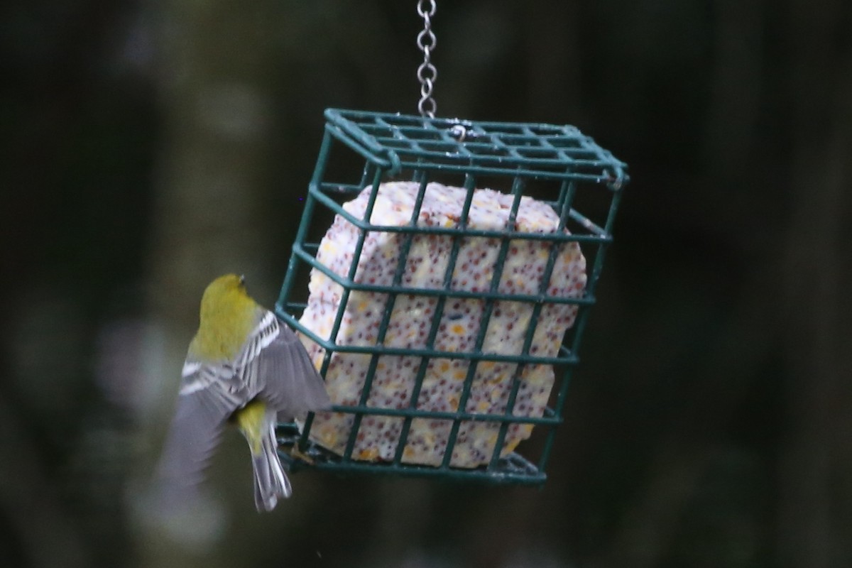 Pine Warbler - ML646630905