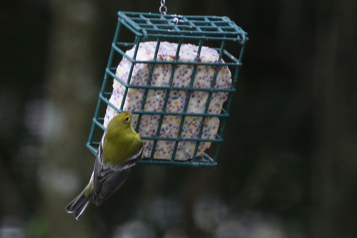סבכון אורנים - ML646630906