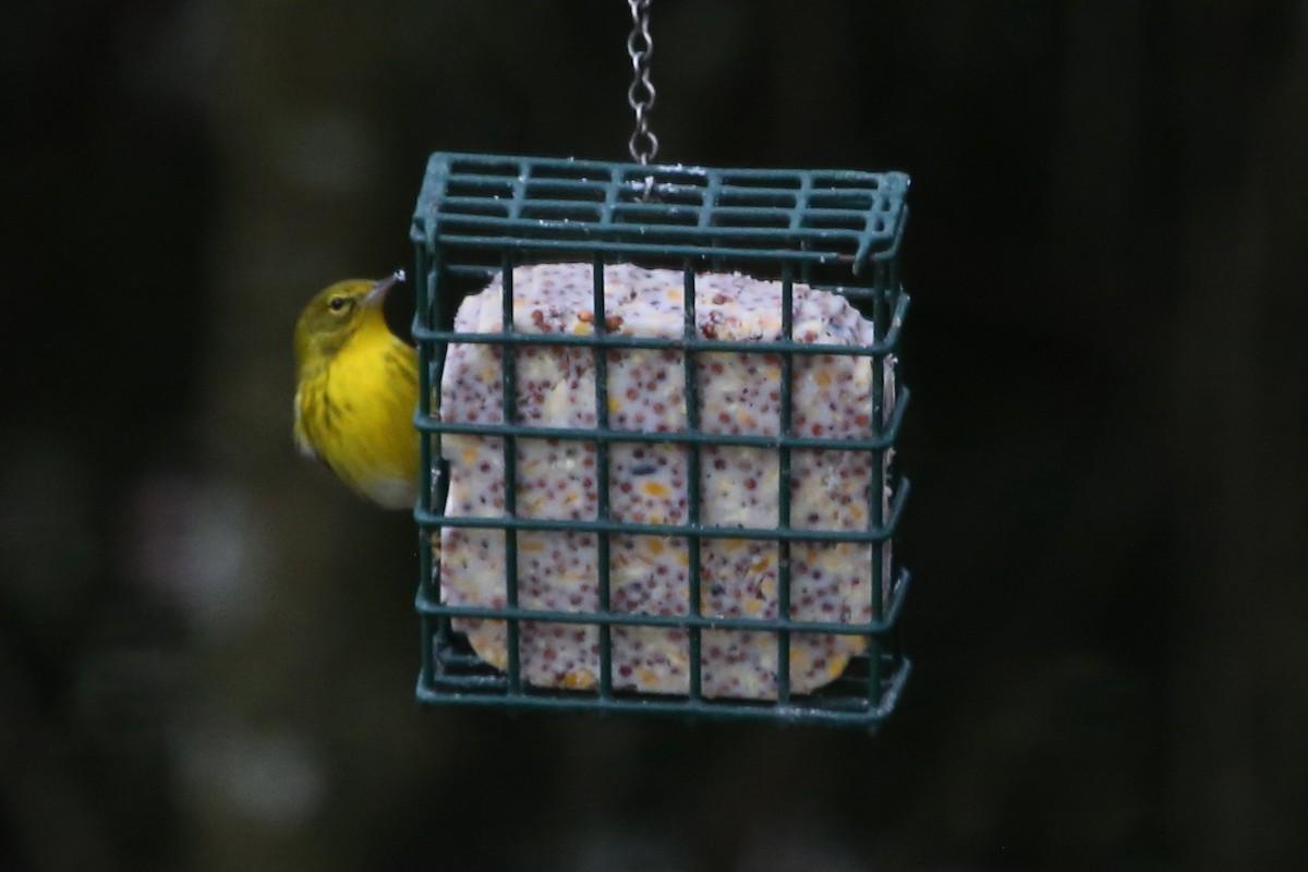 סבכון אורנים - ML646630907