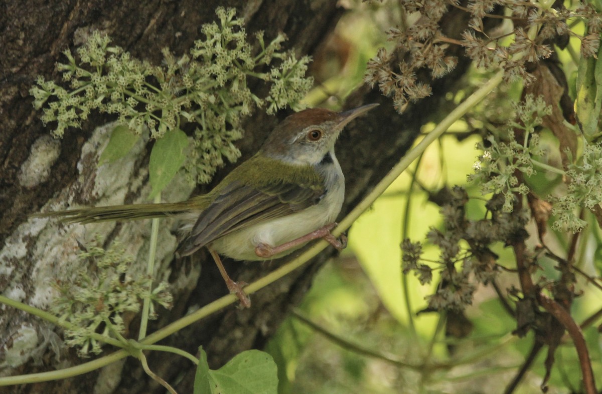 Common Tailorbird - ML646630908