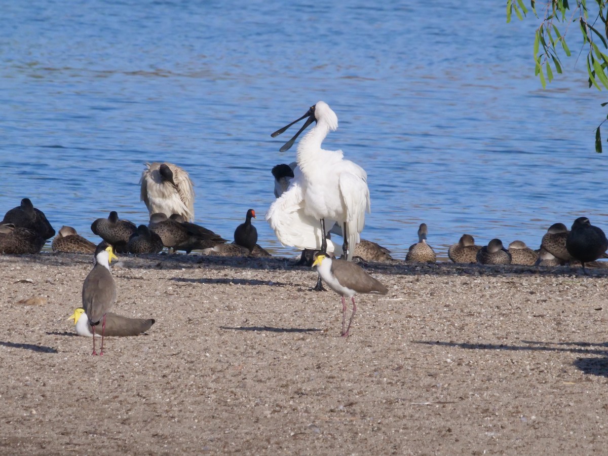 Косар королівський - ML646630909