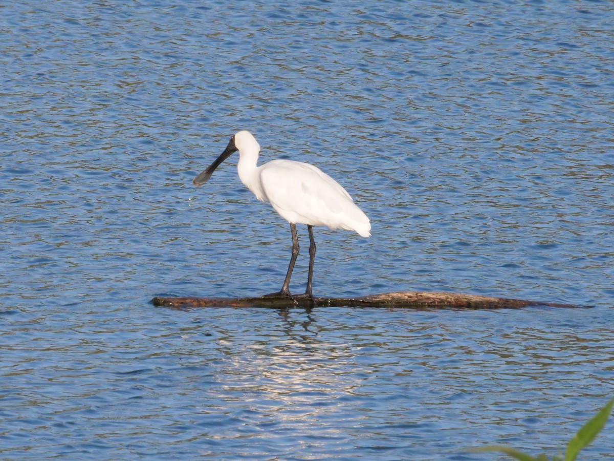 Косар королівський - ML646630910