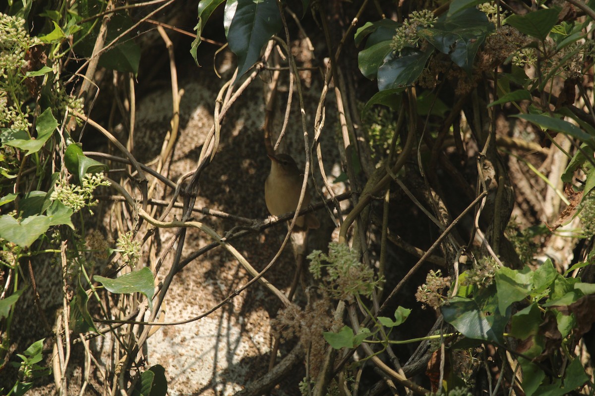 Blyth's Reed Warbler - ML646630912