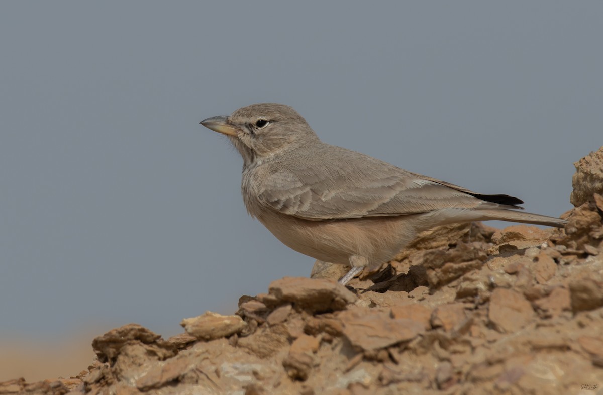 Desert Lark - ML646630918