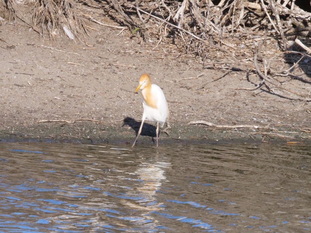 Eastern Cattle-Egret - ML646630919