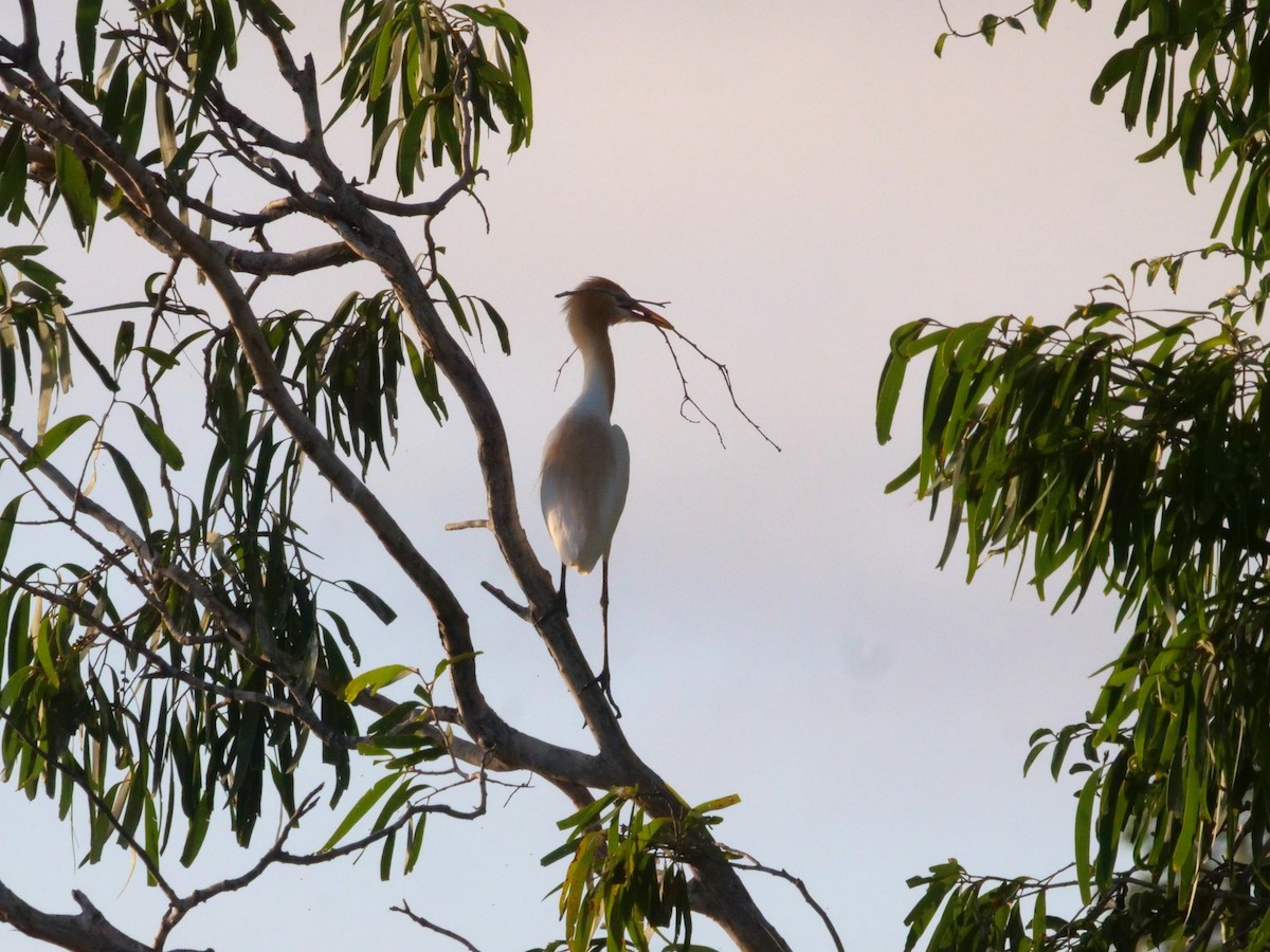 Eastern Cattle-Egret - ML646630920