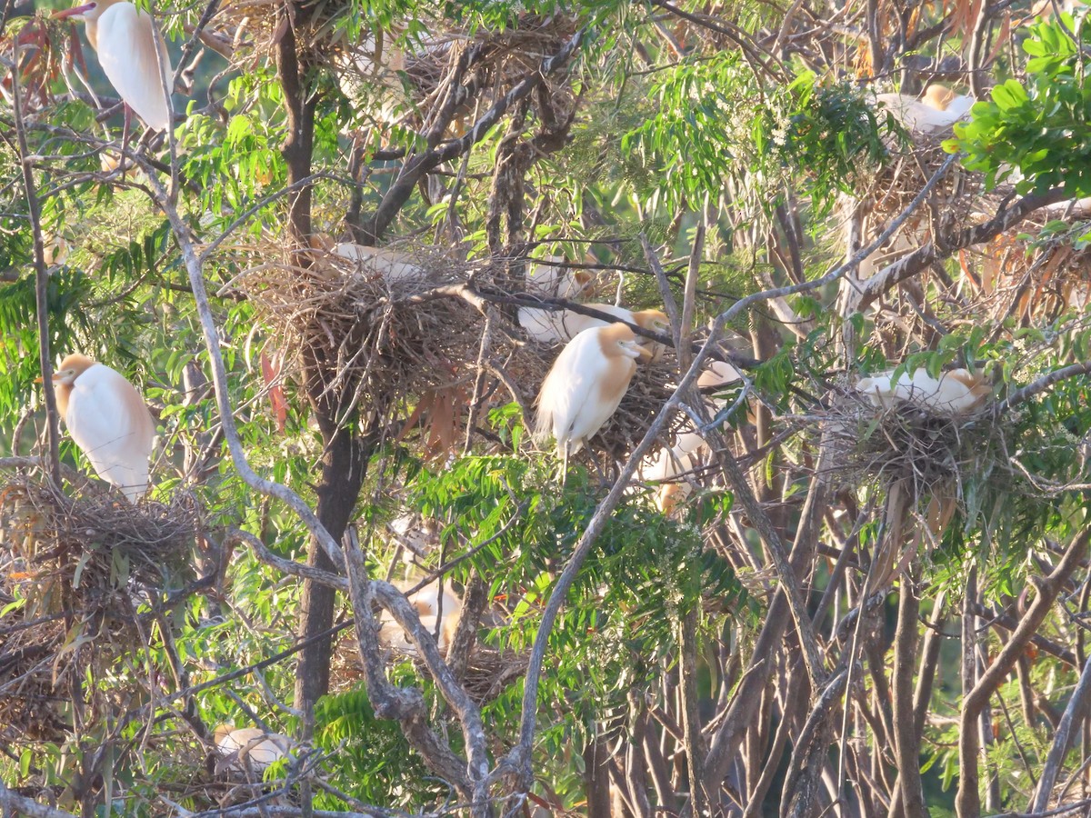 Eastern Cattle-Egret - ML646630921