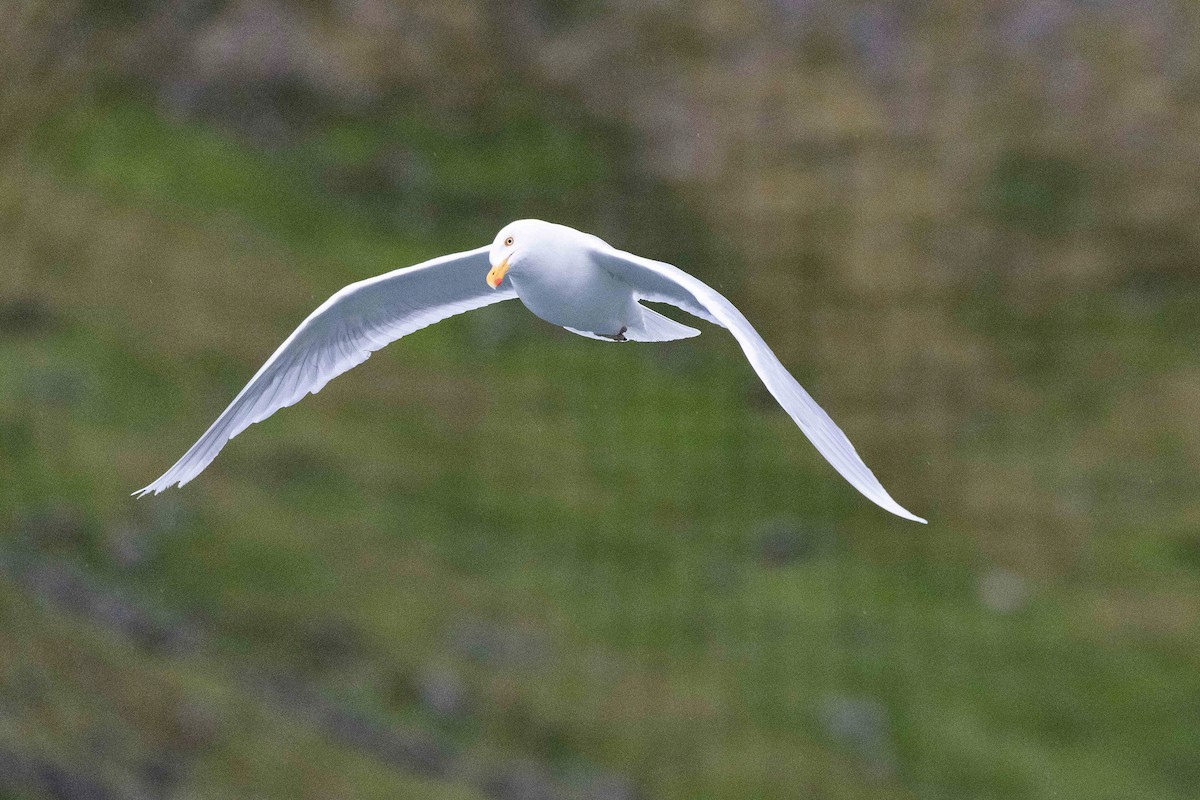 Glaucous Gull - ML646630924