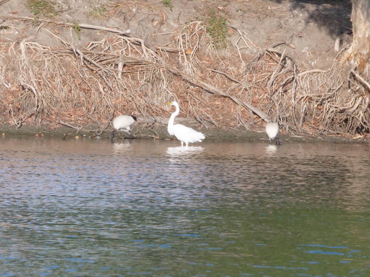 Airone bianco maggiore - ML646630925