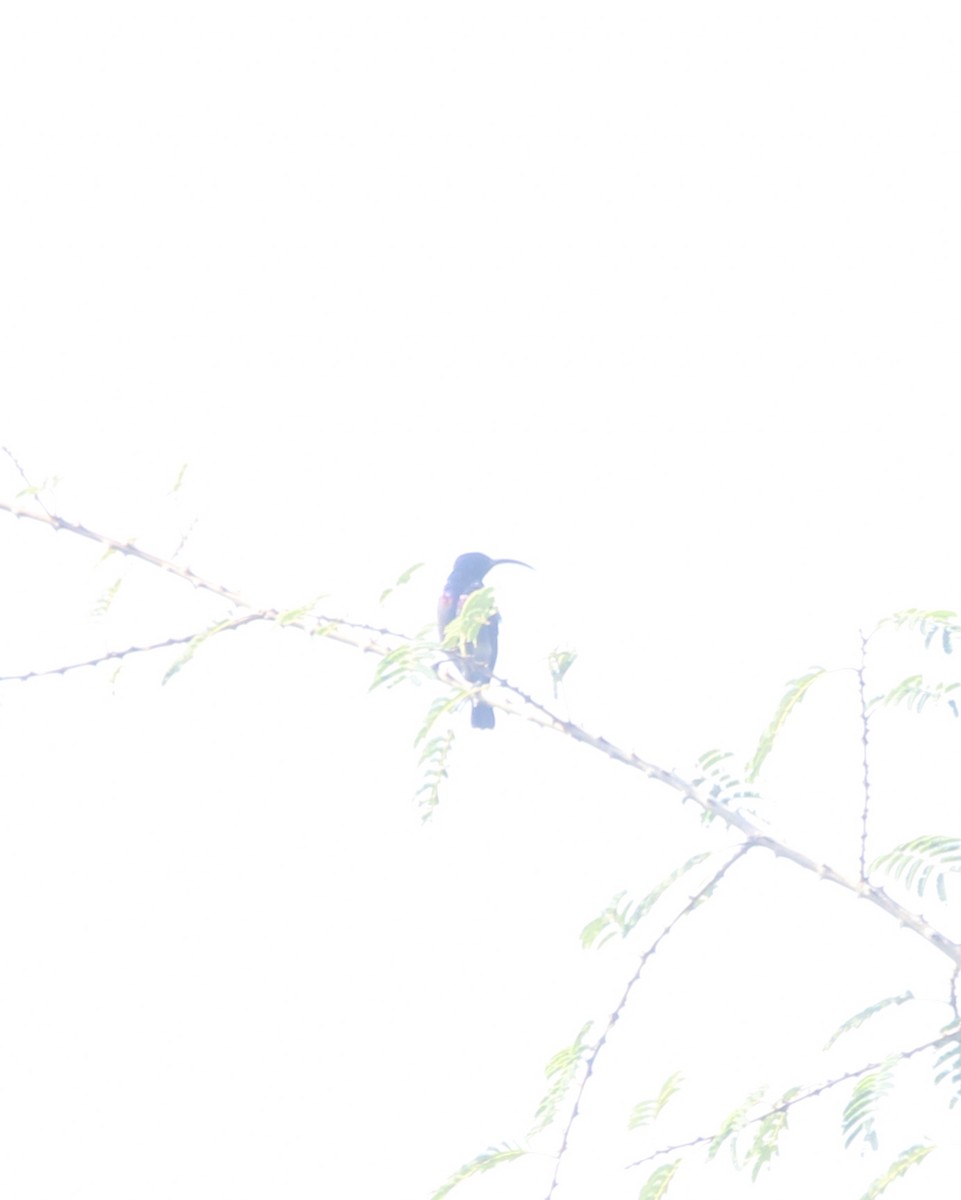 Loten's Sunbird - ML646630926