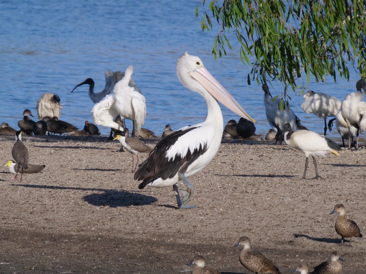 Australian Pelican - ML646630931