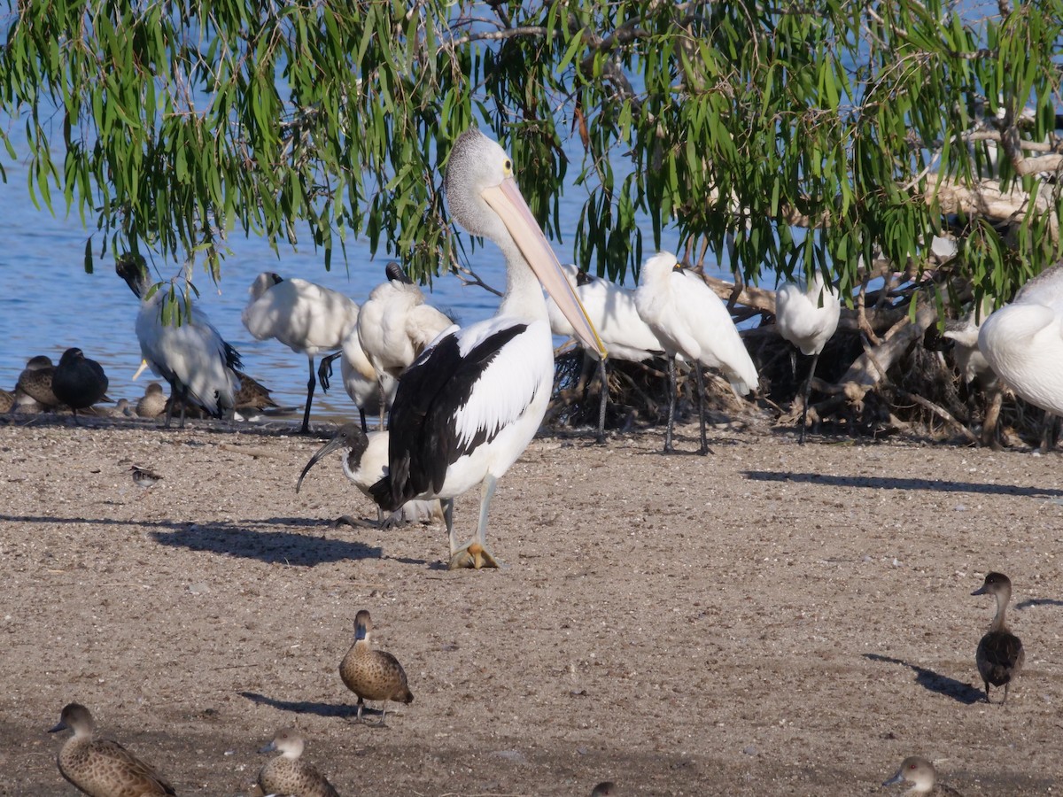 Australian Pelican - ML646630932