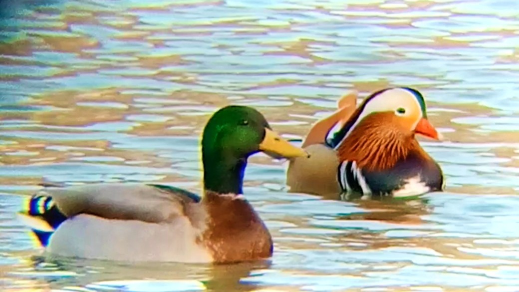 Mandarin Duck - ML646630934