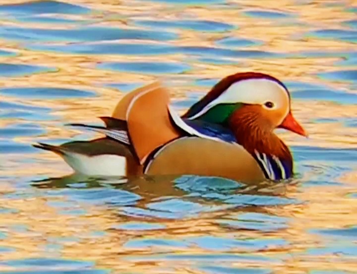 Mandarin Duck - ML646630935