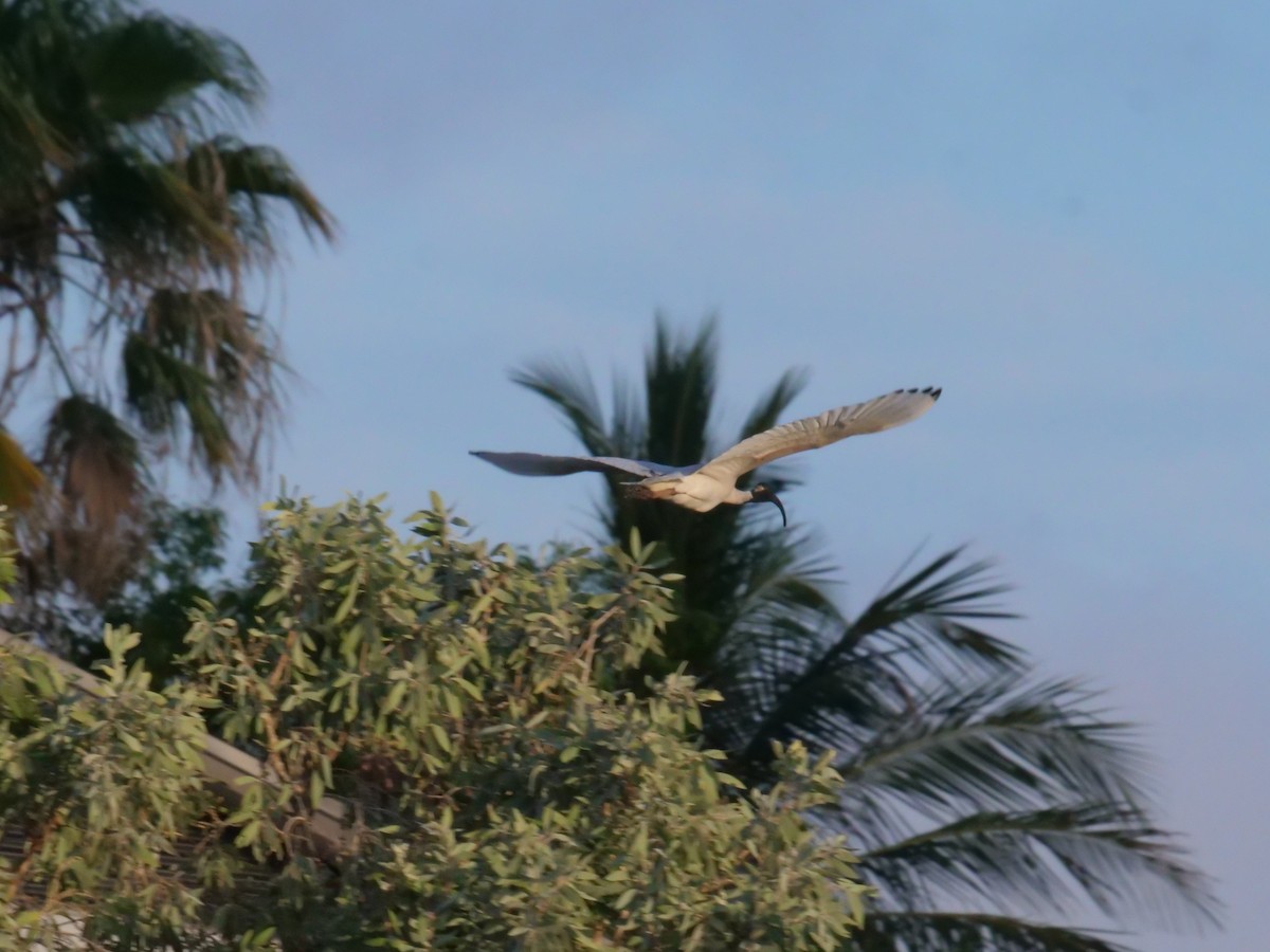 Australian Ibis - ML646630936