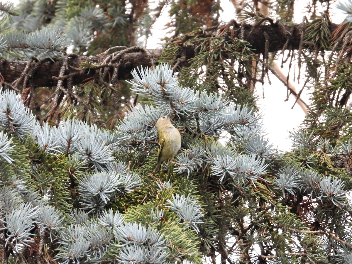 Goldcrest - ML646630938