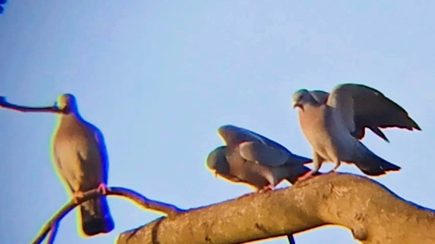 Stock Dove - ML646630939