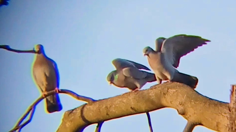 Stock Dove - ML646630940