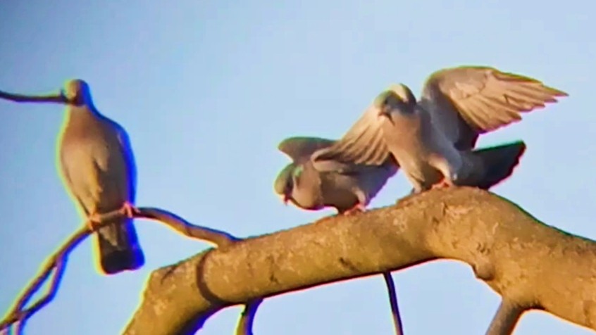 Stock Dove - ML646630941