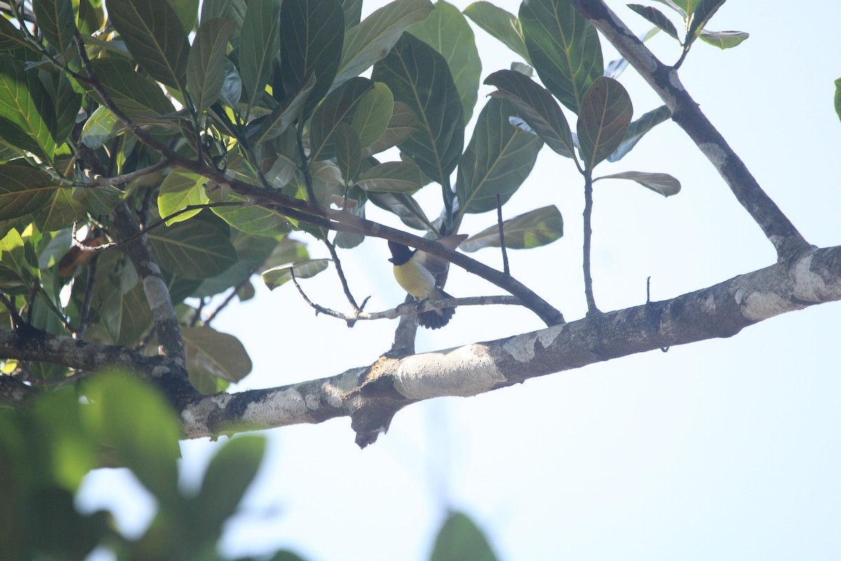 Purple-rumped Sunbird - ML646630942