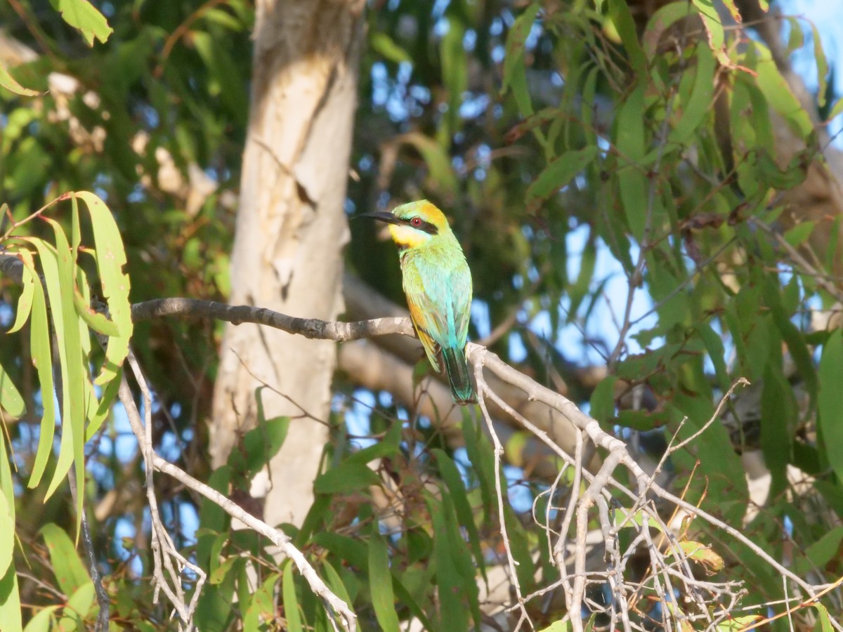 Rainbow Bee-eater - ML646630945