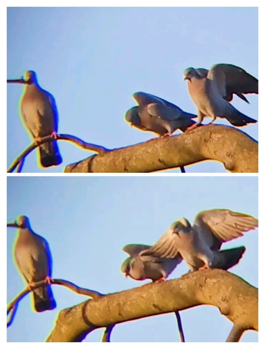 Stock Dove - ML646630946