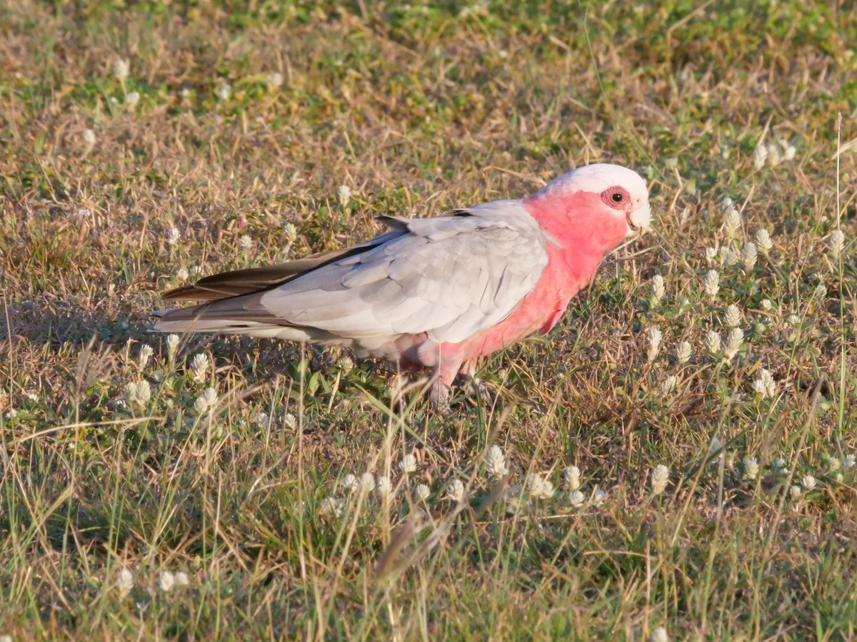 Galah - ML646630949