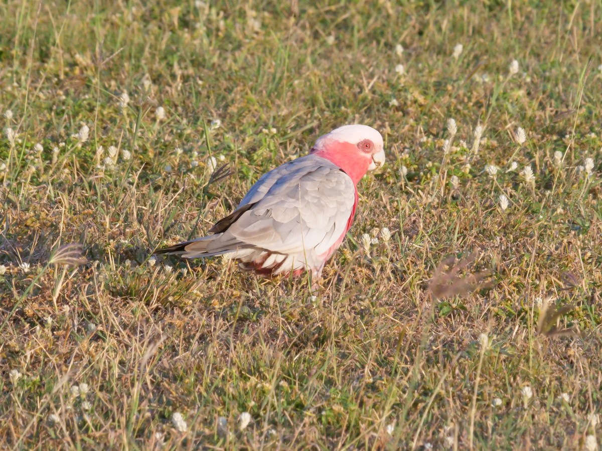 Galah - ML646630950