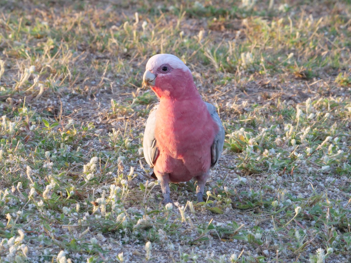 Galah - ML646630952