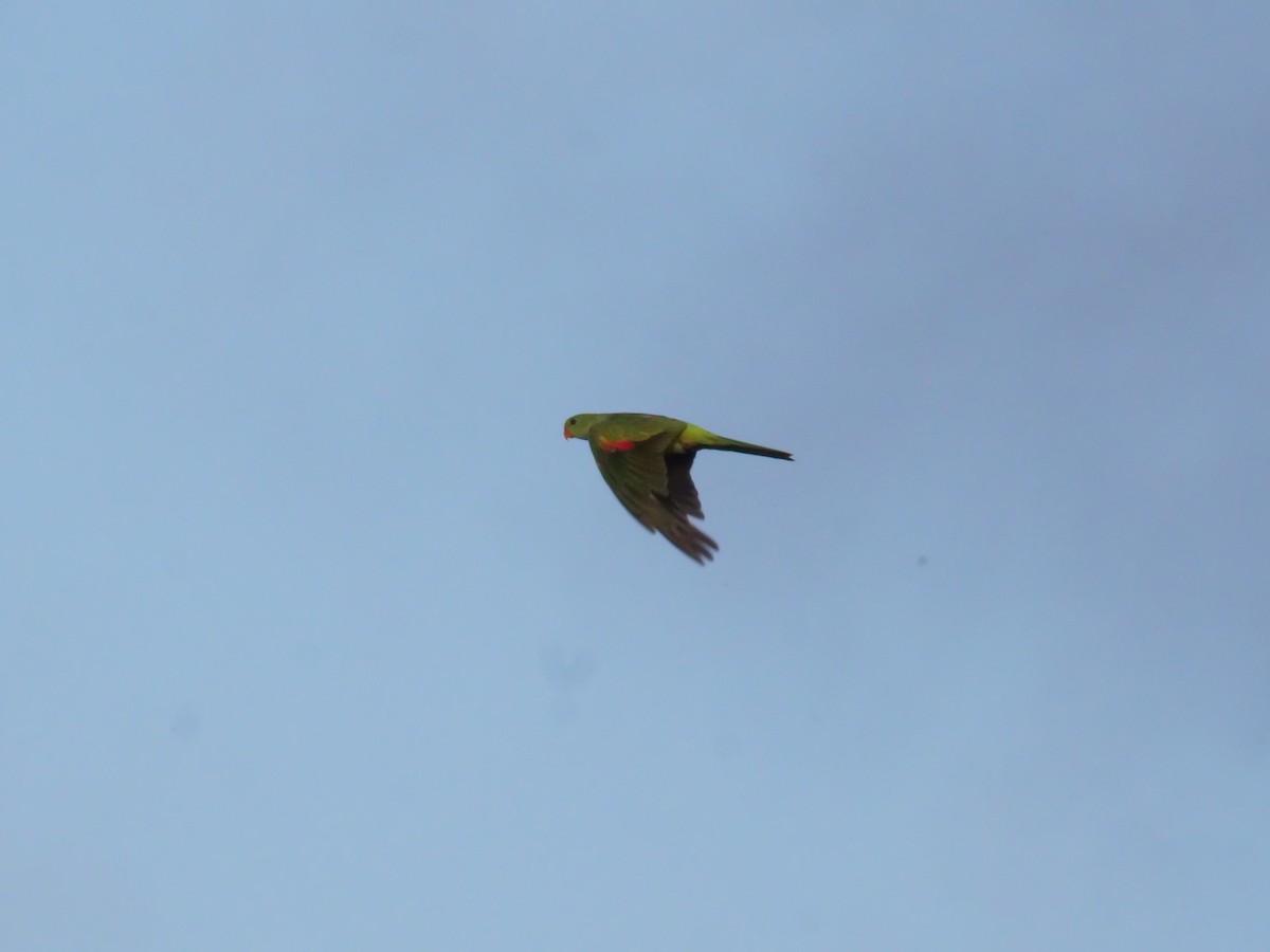 Red-winged Parrot - ML646630954