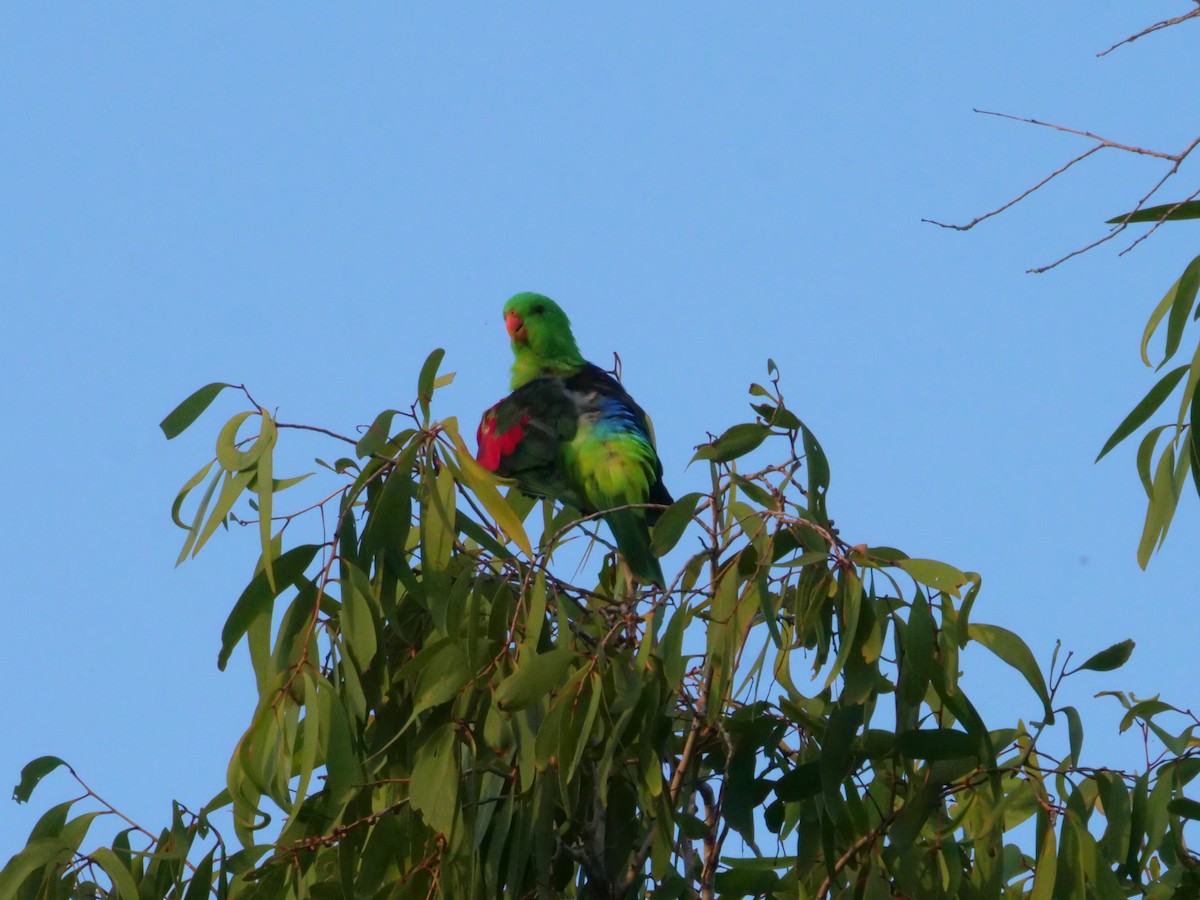 Red-winged Parrot - ML646630956