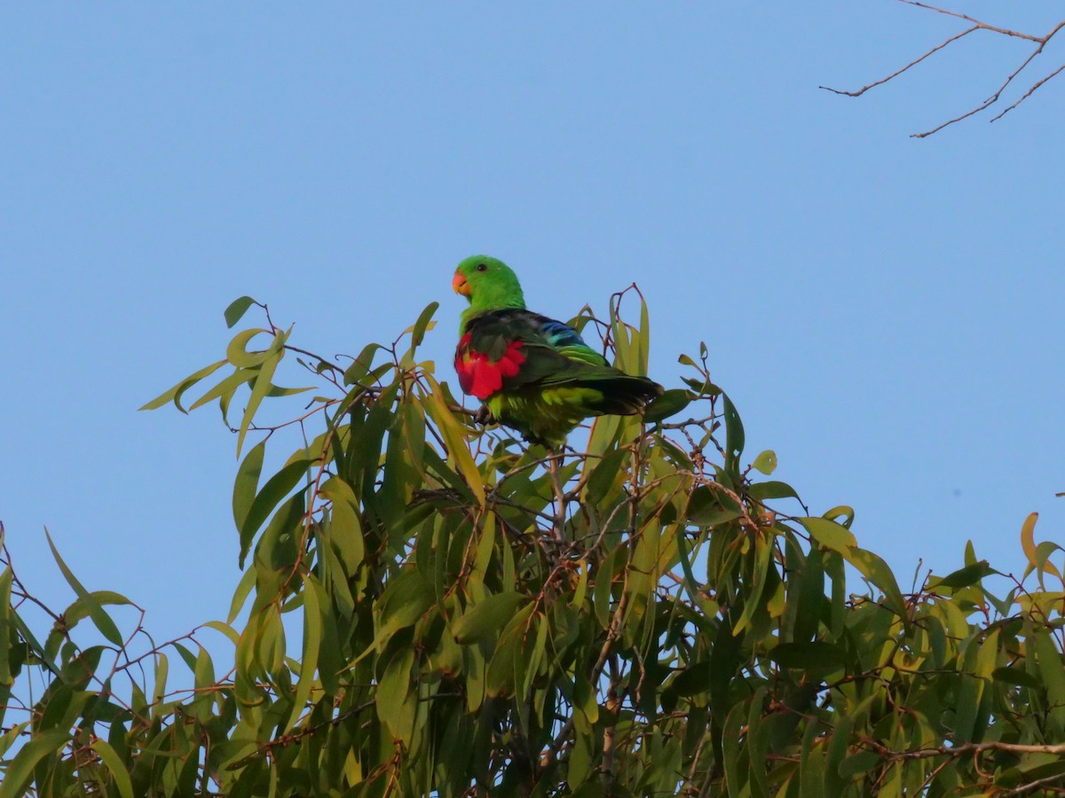 Red-winged Parrot - ML646630957