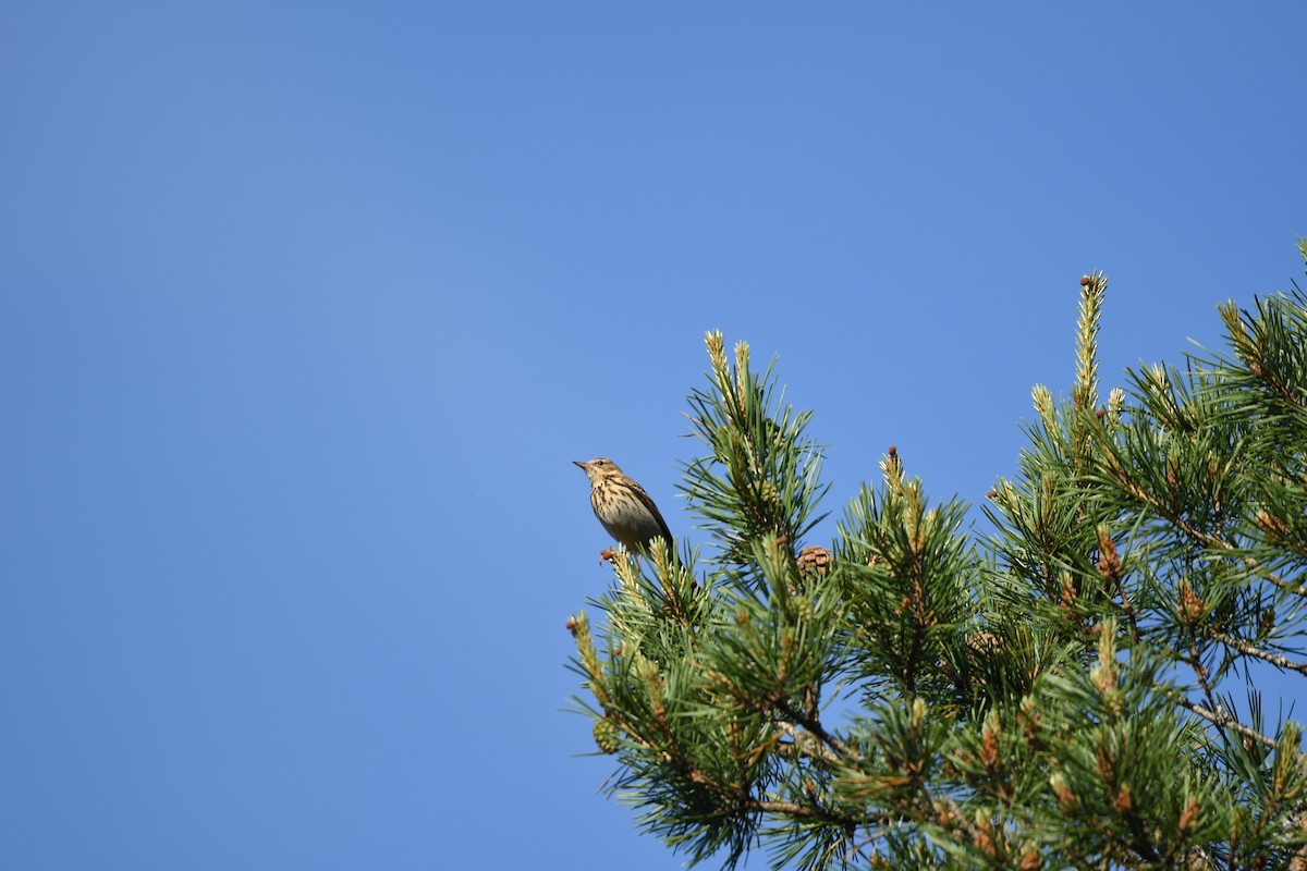 Tree Pipit - ML646630958