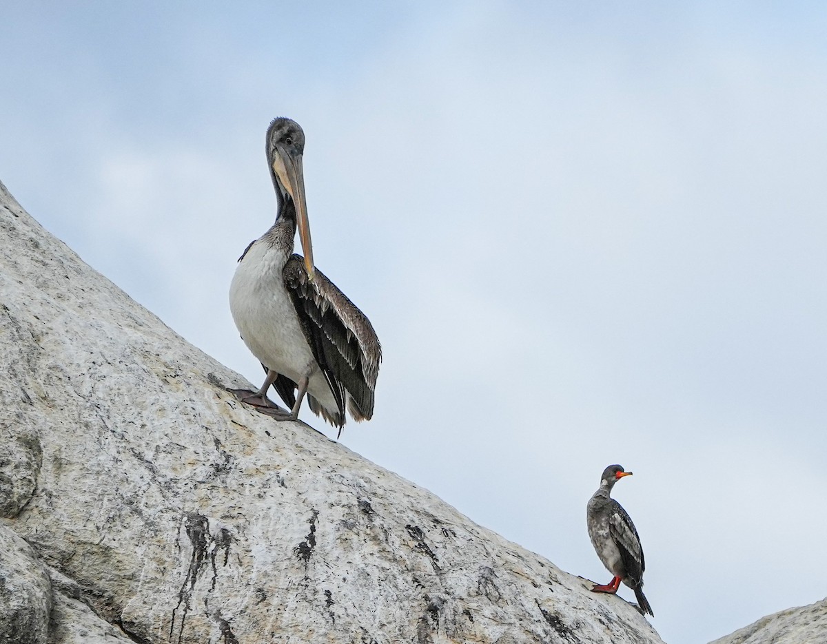 Red-legged Cormorant - ML646630960