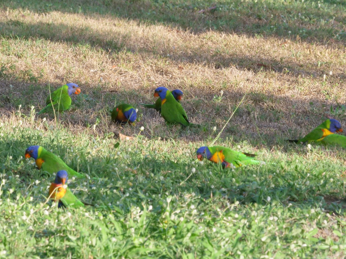 Rainbow Lorikeet - ML646630965