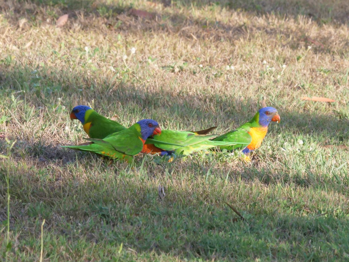 Rainbow Lorikeet - ML646630966