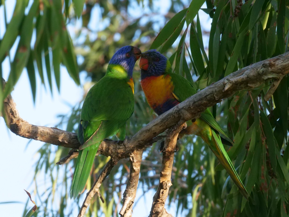 Rainbow Lorikeet - ML646630967
