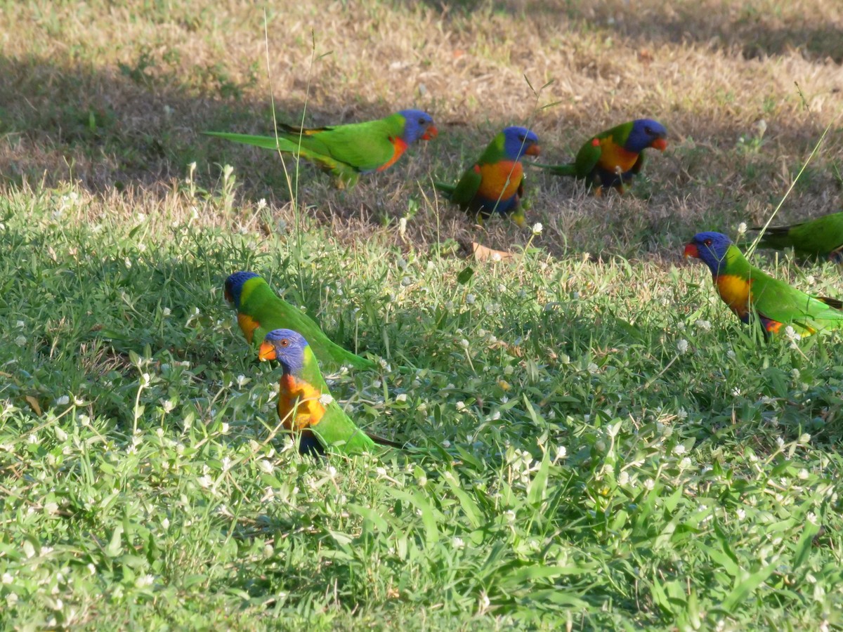 Rainbow Lorikeet - ML646630968