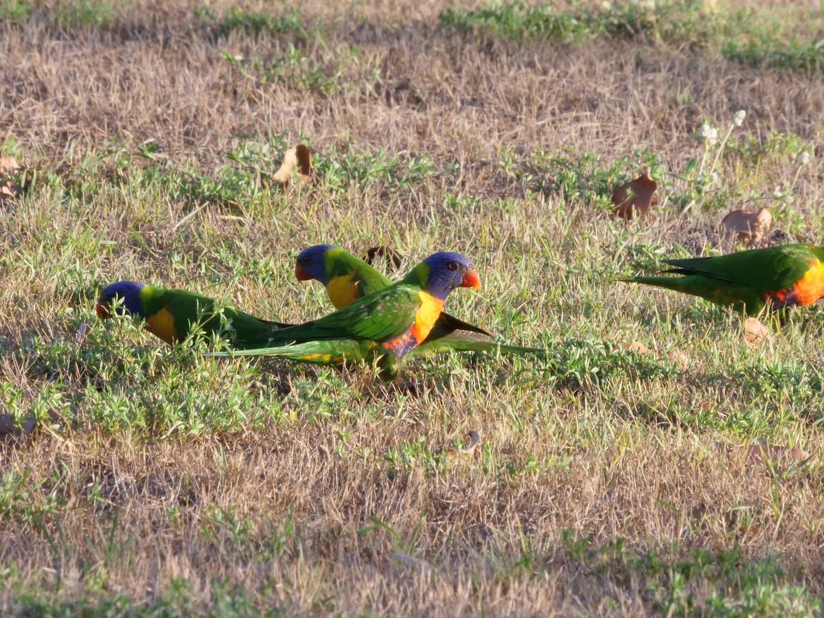 Rainbow Lorikeet - ML646630969