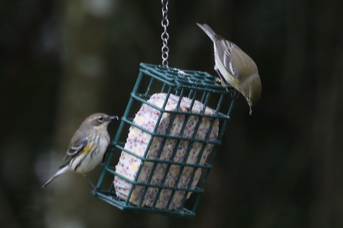 Yellow-rumped Warbler (Myrtle) - ML646630970