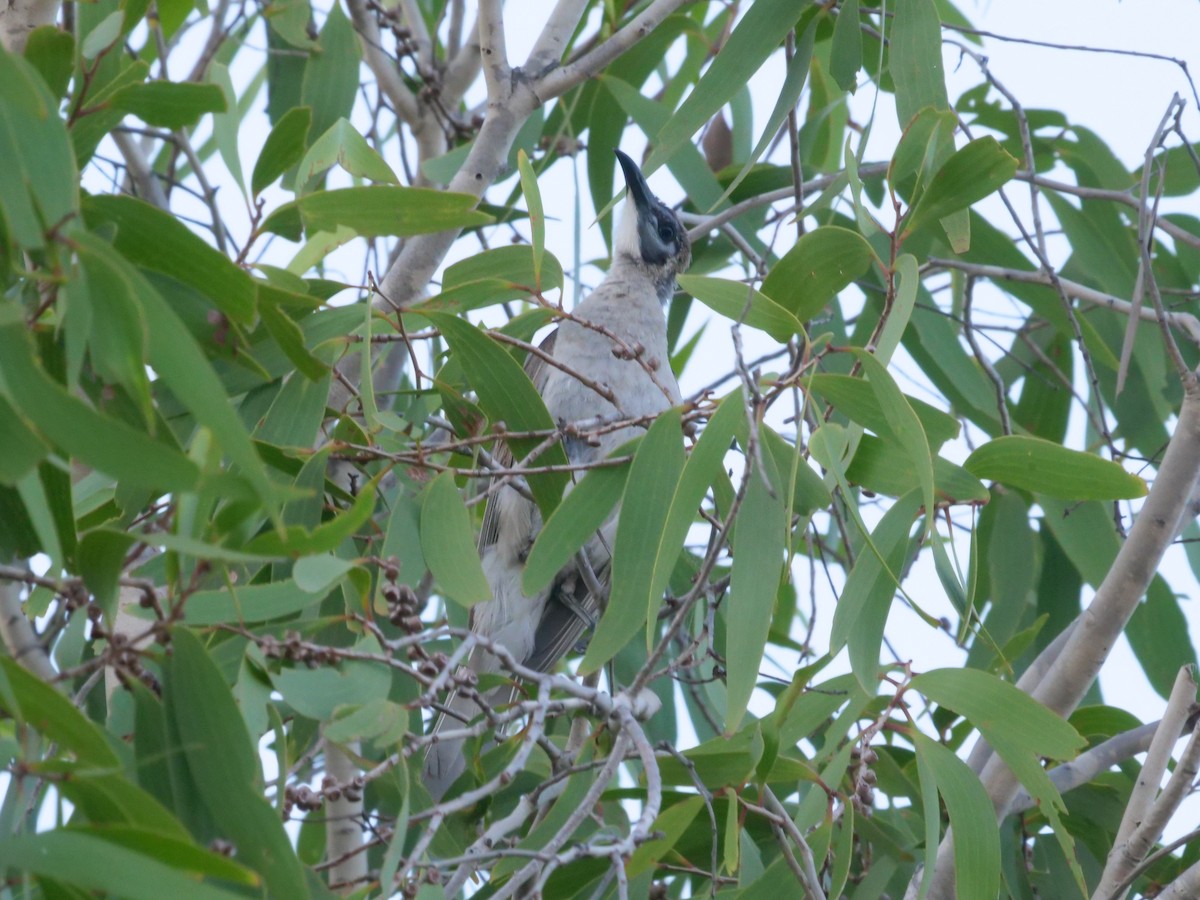 Little Friarbird - ML646630971