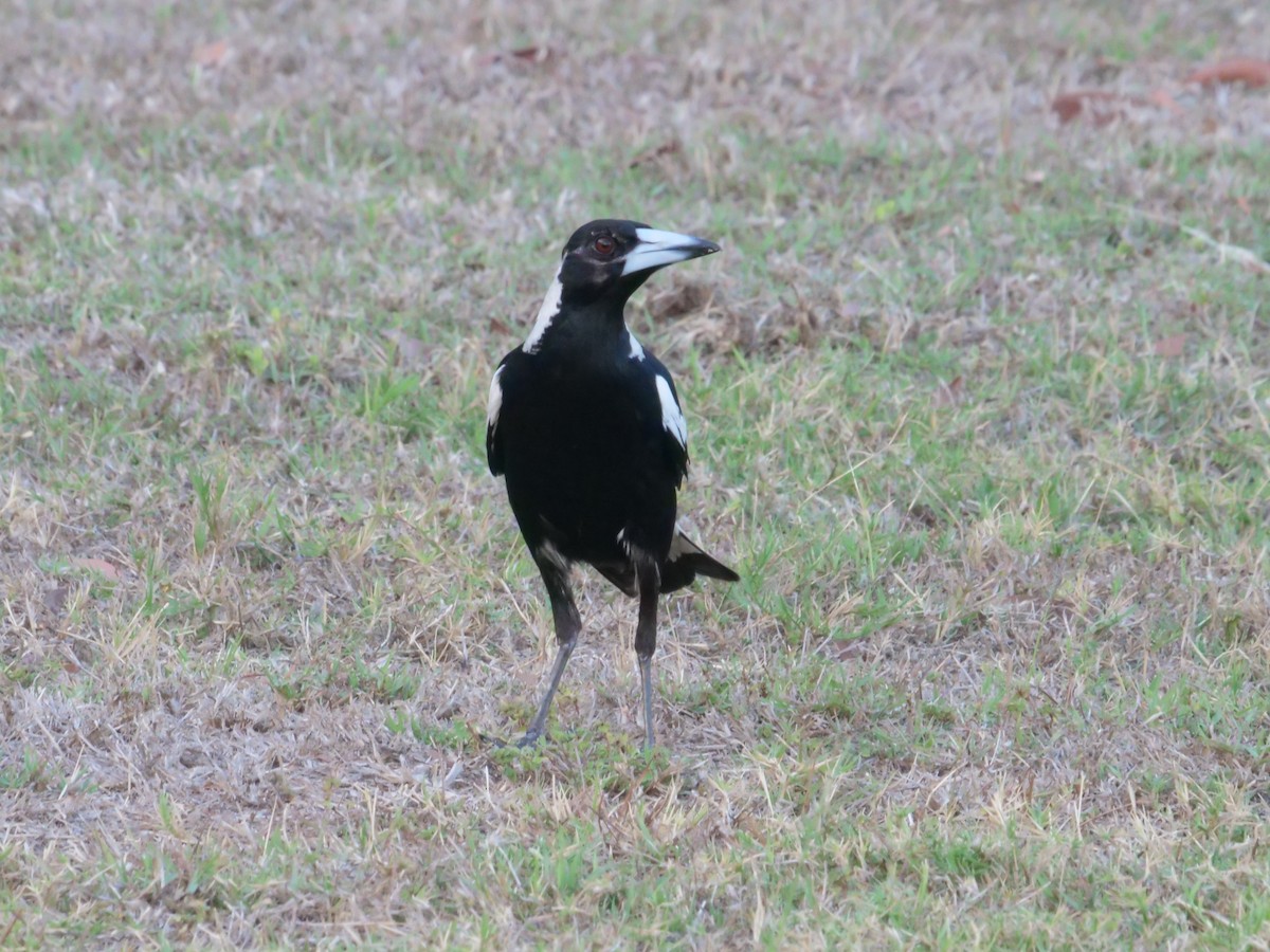 Australian Magpie - ML646630973
