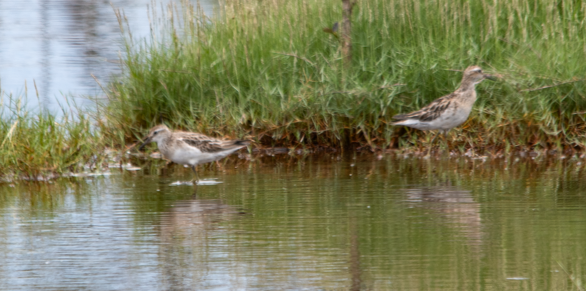 חופית חדת-זנב - ML646630974
