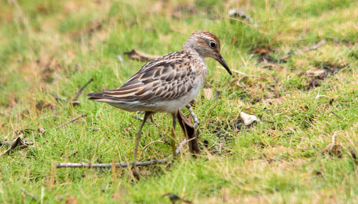חופית חדת-זנב - ML646630975
