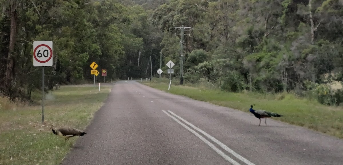 Indian Peafowl (Domestic type) - ML646630979