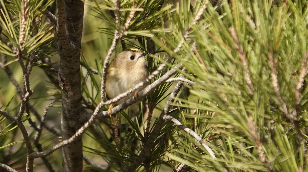 Wintergoldhähnchen - ML646630980