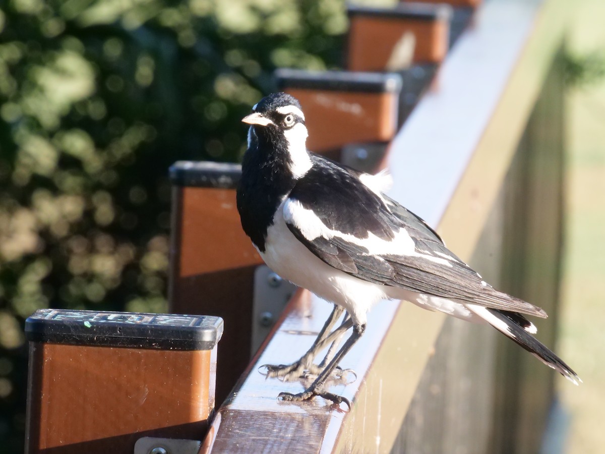 Magpie-lark - ML646630983