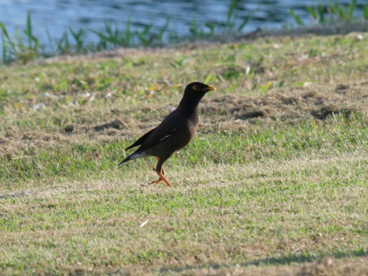 Maina comune - ML646630985