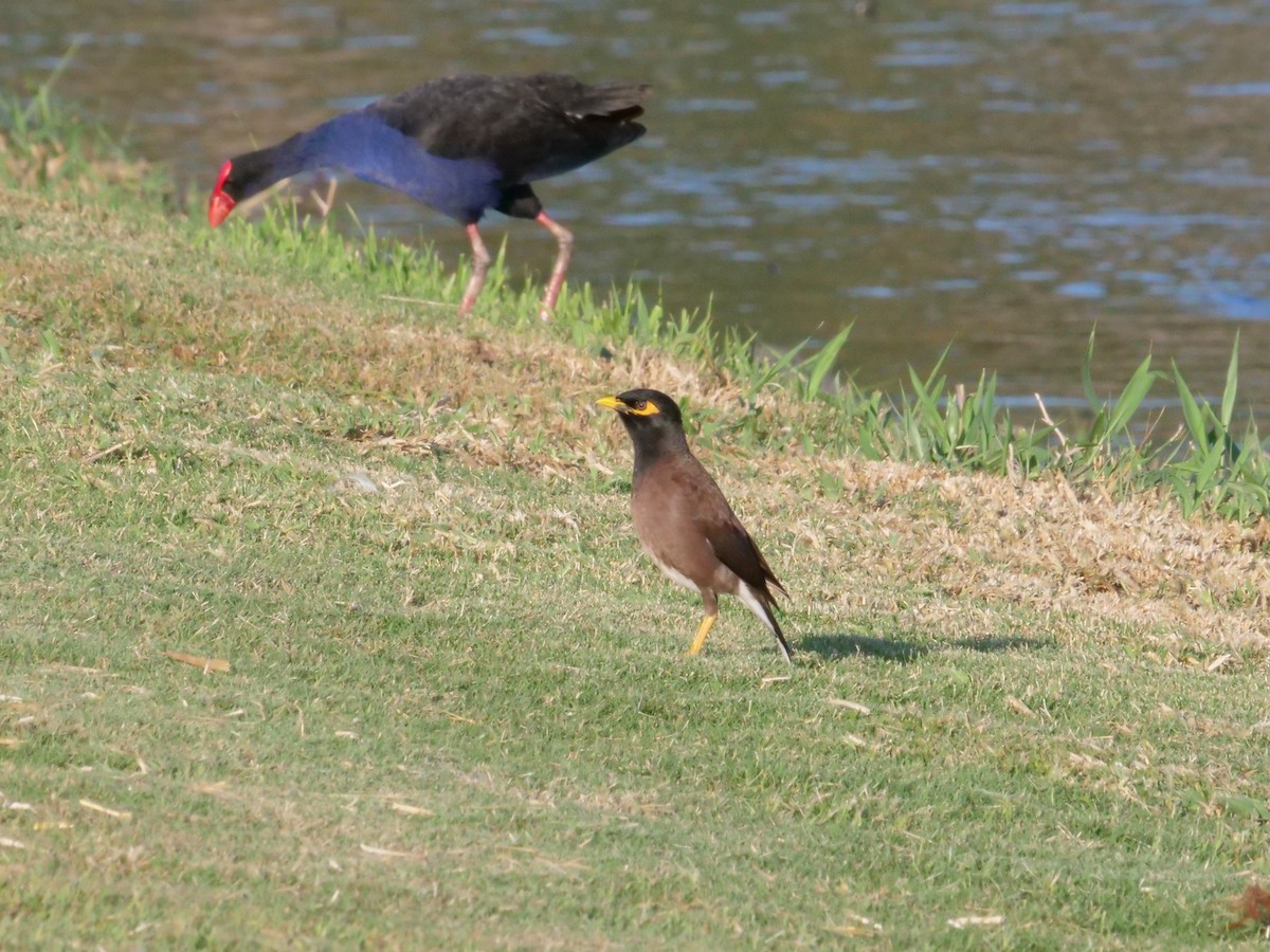 Maina comune - ML646630986