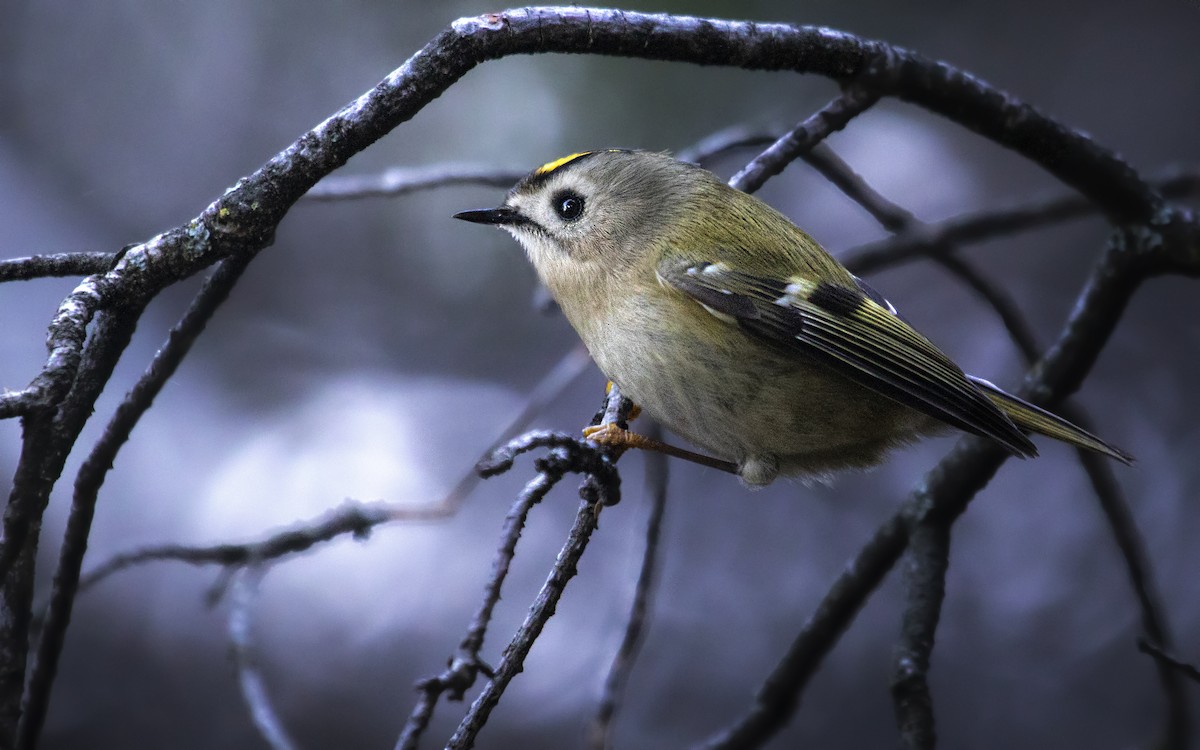 Goldcrest - ML646630987